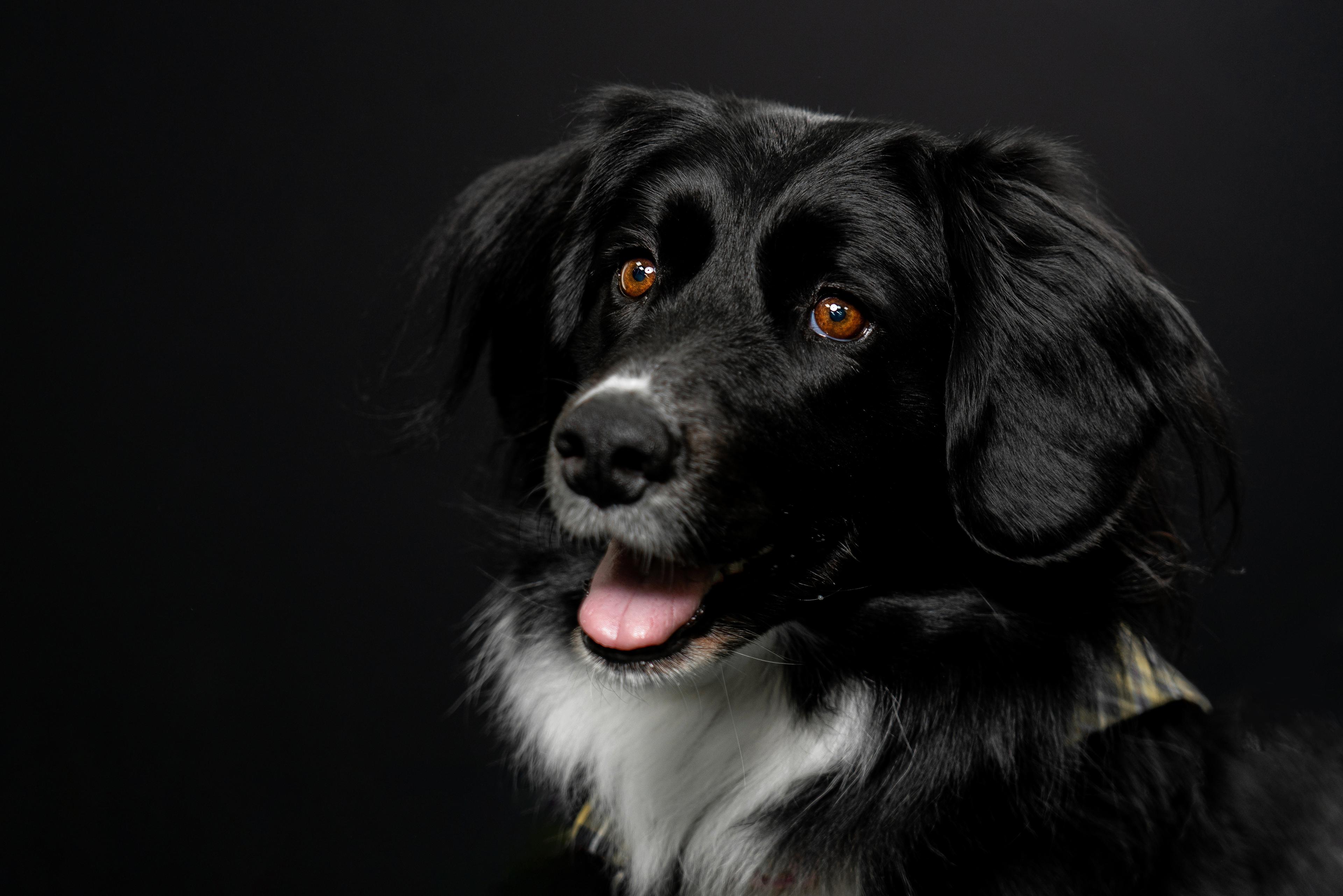Free Dog Photography