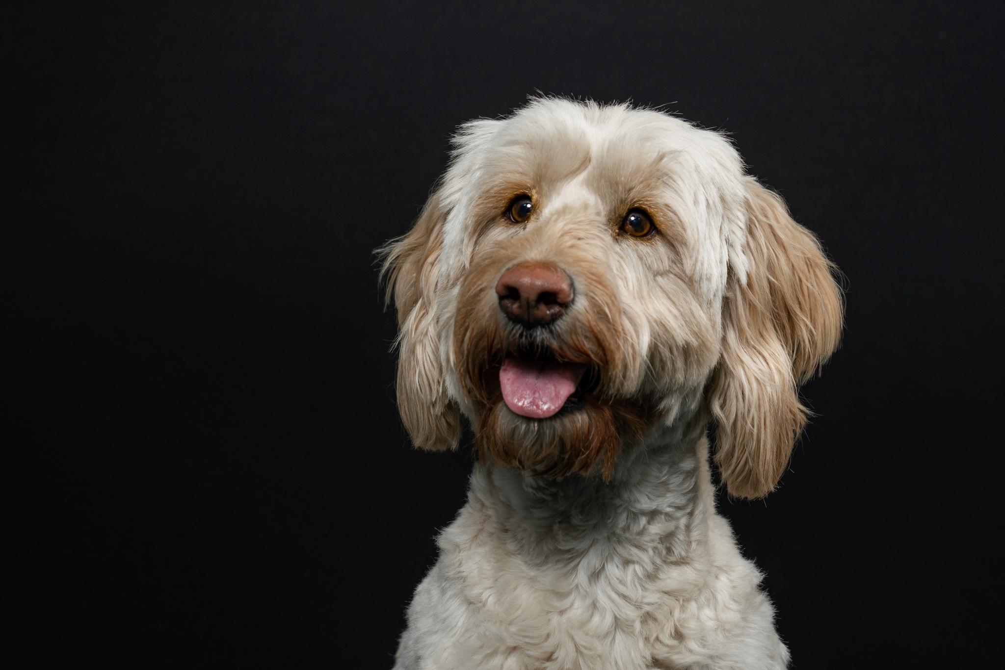 Free Dog Photography